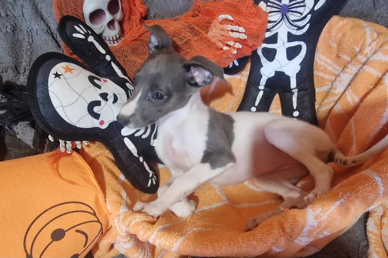 Whippet