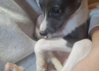 Puppy 3