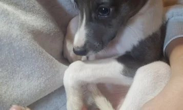Whippet