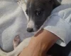 Whippet