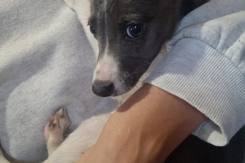 Whippet