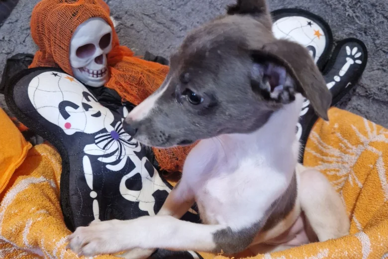 Whippet