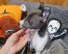 Whippet