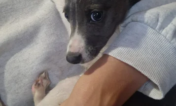 Whippet