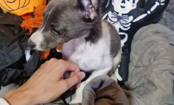 Whippet