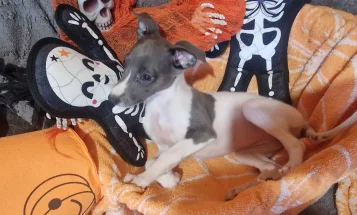 Whippet