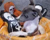 Whippet