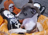 Puppy 4