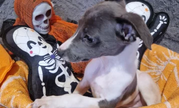 Whippet