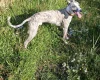Whippet