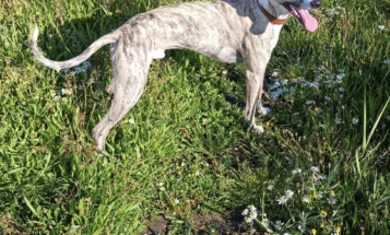 Whippet