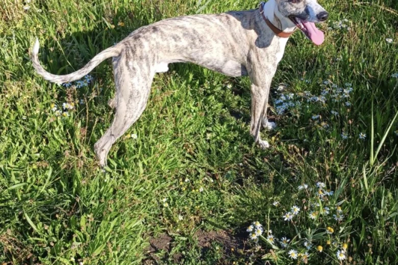 Whippet
