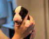 Whippet