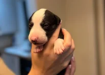 Puppy 1