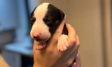 Whippet