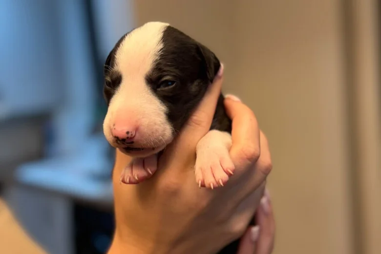 Whippet