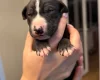 Whippet