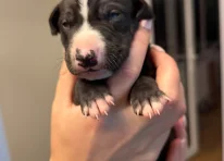 Puppy 2