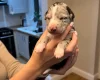 Whippet