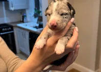 Merle 2