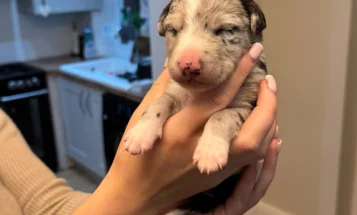 Whippet