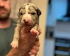 Whippet