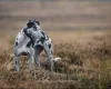 Whippet