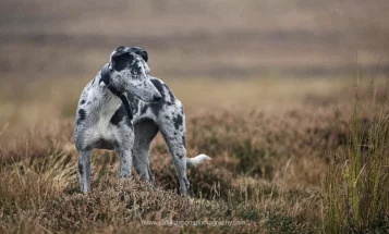 Whippet