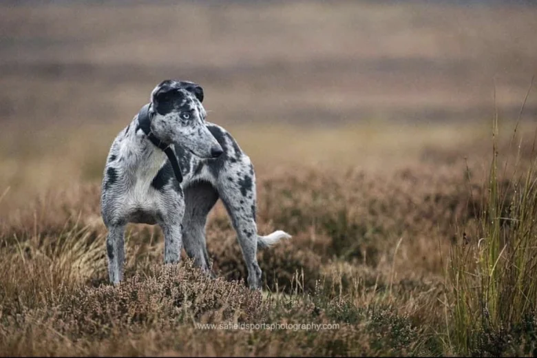 Whippet