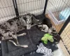 Whippet