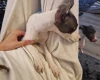 Whippet