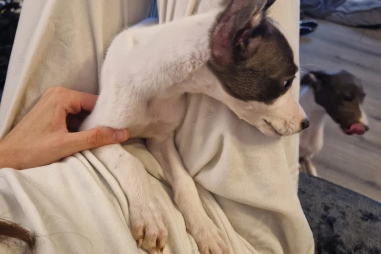 Whippet
