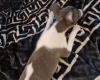 Whippet