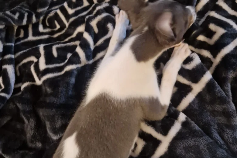 Whippet