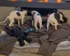 Whippet