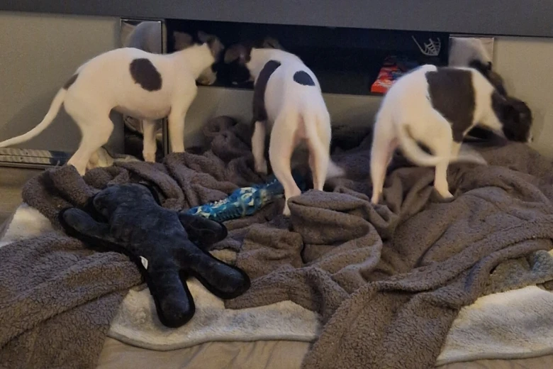 Whippet