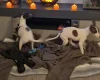 Whippet