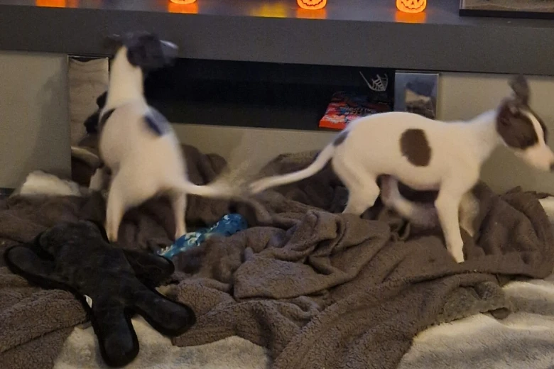 Whippet