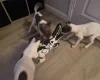 Whippet