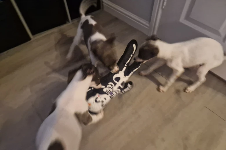 Whippet