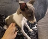 Whippet