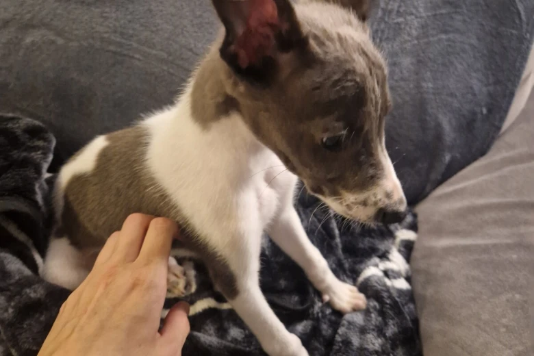 Whippet