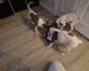 Whippet