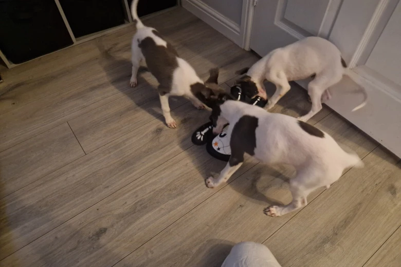 Whippet