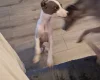 Whippet