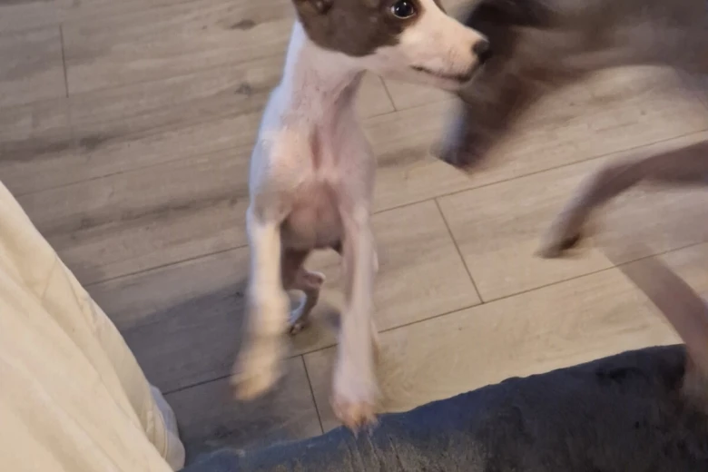 Whippet