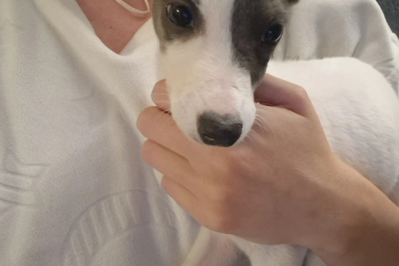 Whippet