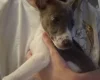 Whippet