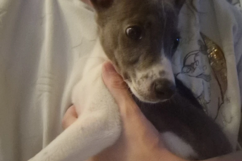 Whippet
