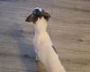 Whippet